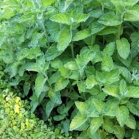 Mint 'Pineapple' plants with serrated leaves fill your garden with a pineapple-like aroma. Thriving in a 4" pot, they're perfect for any herb collection.