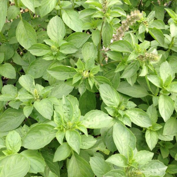 Close-up of lush green basil leaves, densely covering the frame, flourishing like Basil 'Perennial' in a 4" Pot.