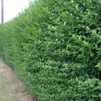 A neatly trimmed green Ligustrum 'European' Privet 6" Pot hedge alongside a garden path.