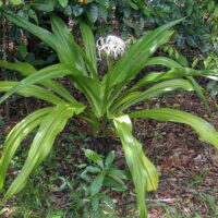 A lush green Crinum 'Swamp Lily' 8" Pot, with long leaves and a small, white flower cluster in the center, growing in a garden setting.