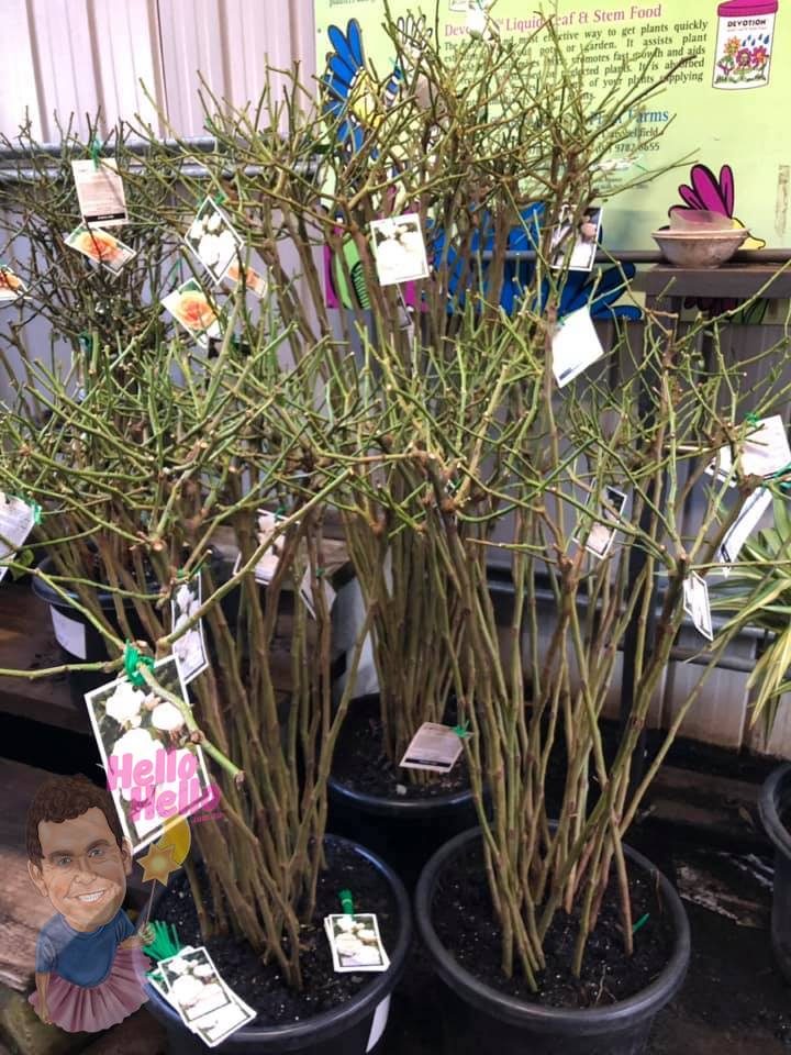 Standard Bare Rooted Roses @ Hello Hello Plants