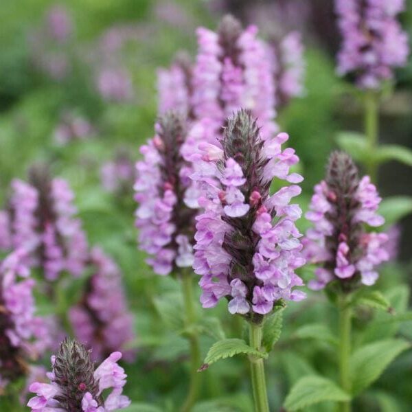 Nepeta 'Pink Cat' @ Hello Hello Plants