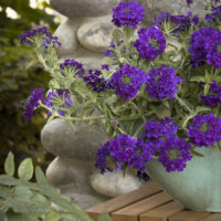 Verbena 'Deep Purple' @ Hello Hello Plants