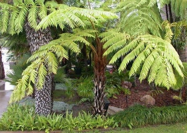 Norfolk Tree Fern @ Hello Hello Plants