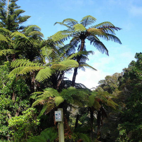 Black Tree Fern @ Hello Hello Plants