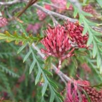Grevillea 'Toothbrush' @ Hello Hello Plants