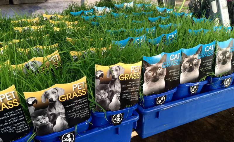 Pet Grass 4" Pot - Image 4