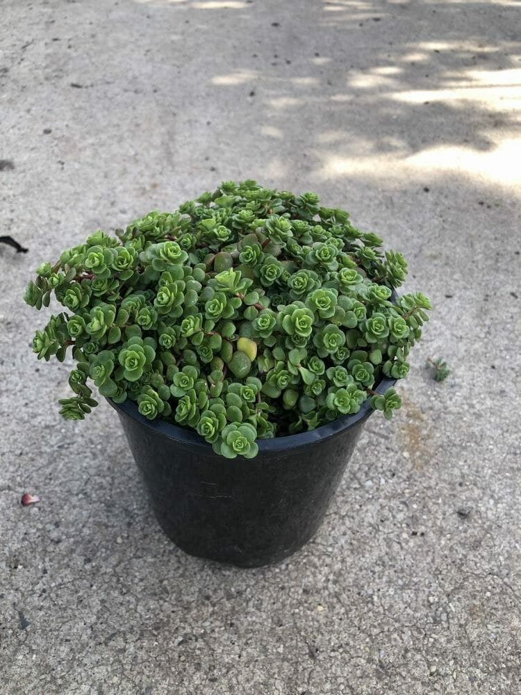 A small potted Sedum Green BLOB® 6" Pot with numerous green, rosette-shaped leaves placed on a concrete surface, thriving in its 6" pot.