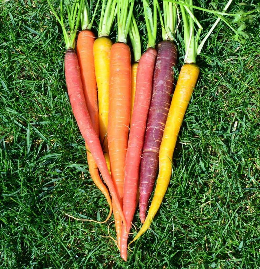 Carrots 'Rainbow Mix' @ Hello Hello Plants