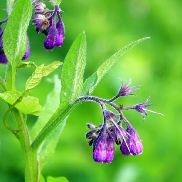 Comfrey 4" Pot