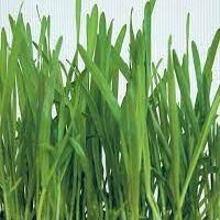 Close-up view of Pet Grass blades stretching skyward against a soft-hued background.