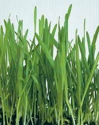 Close-up view of Pet Grass blades stretching skyward against a soft-hued background.