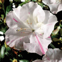 Azalea 'Autumn Starlite' @ Hello Hello Plants