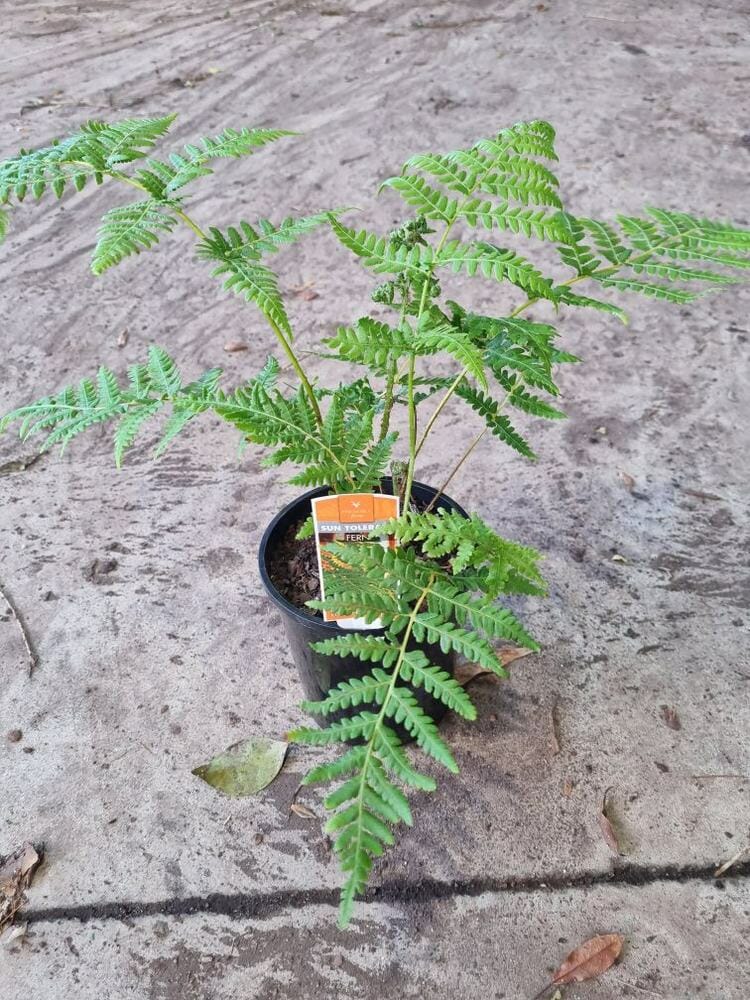 Cyathea 'Rough Tree Fern' 6" Pot - Image 3