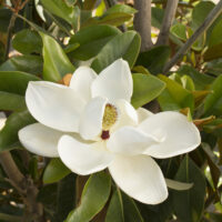 A single white Magnolia 'St Mary' 13" Pot flower in full bloom with glossy green leaves in the background.