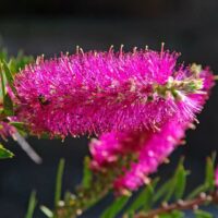 Callistemon 'Mauve Mist' 6" Pot @ Hello Hello Plants
