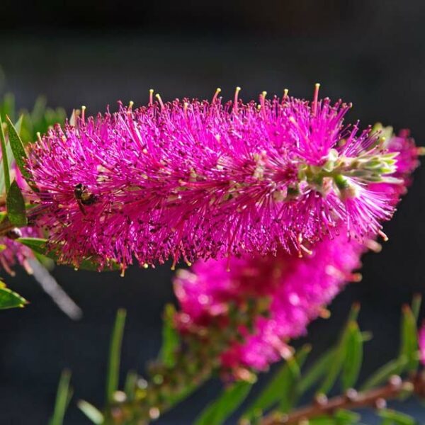 Callistemon 'Mauve Mist' 6" Pot @ Hello Hello Plants