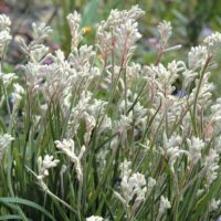 Kangaroo Paw ‘Bush Diamond’ @ Hello Hello Plants