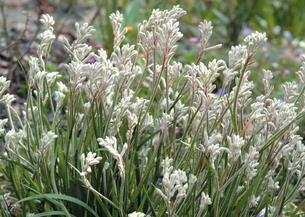 Kangaroo Paw ‘Bush Diamond’ @ Hello Hello Plants