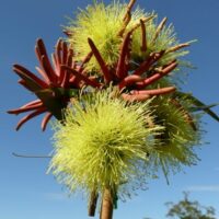 Eucalyptus 'Summer Scentsation' 10" Pot tree flowers in bloom with fluffy yellow stamens and reddish bud caps against a clear blue sky.