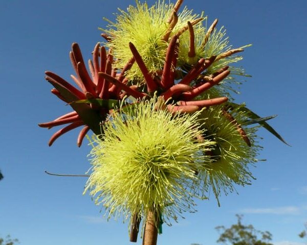 Eucalyptus 'Summer Scentsation' 10" Pot tree flowers in bloom with fluffy yellow stamens and reddish bud caps against a clear blue sky.
