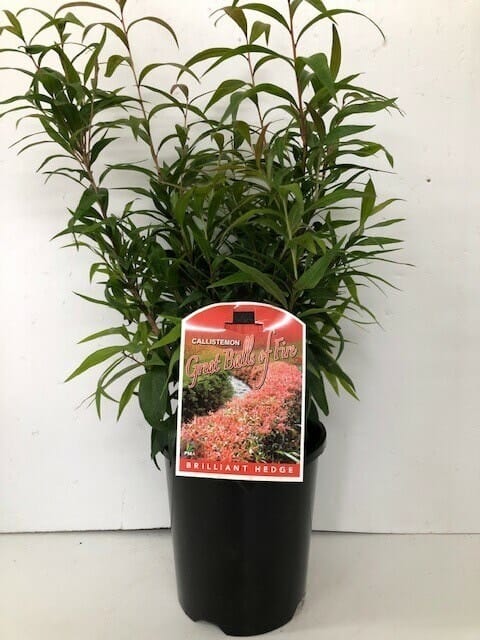 A Callistemon 'Great Balls of Fire' 6" Pot with slender green leaves and a label featuring "Great Balls of Fire" printed on it, set against a white background.