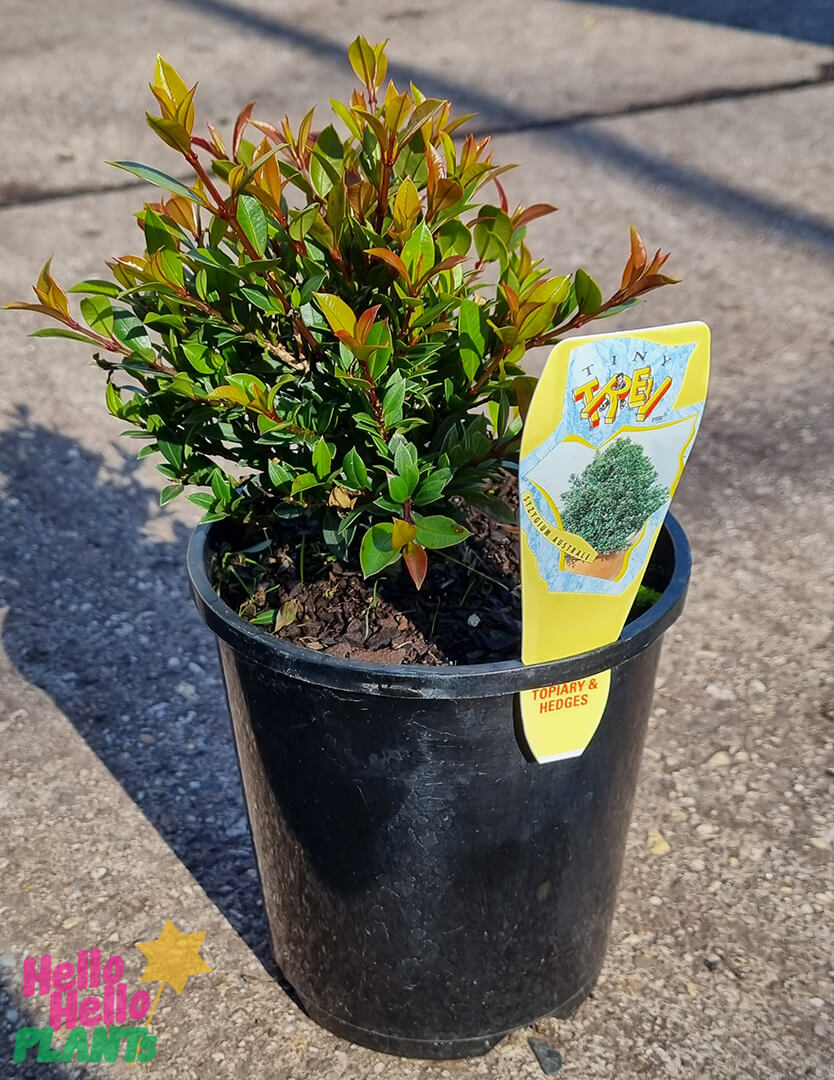 Syzygium 'Tiny Trev' Lilly Pilly 6" Pot - Image 3