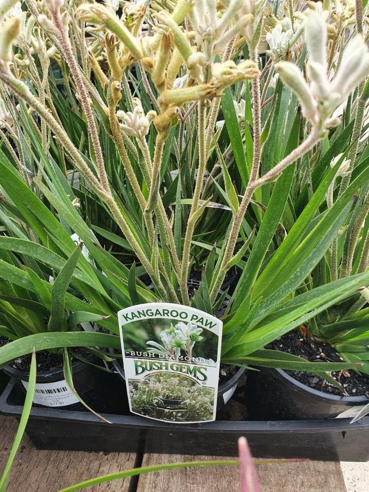 Anigozanthos 'Bush Diamond™' Kangaroo Paw 6" Pot - Image 4