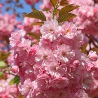 A cluster of pink blossoms on a Prunus roseoplena 'Pink Flowering Peach' tree, encircled by lush green leaves, set against a clear blue sky.