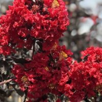 A cluster of vibrant red Lagerstroemia 'Diamonds In The Dark®' (Red Hot) Crepe Myrtle flowers in full bloom, with dark leaves and a blurred background.