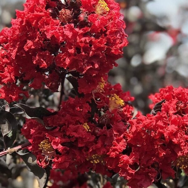 A cluster of vibrant red Lagerstroemia 'Diamonds In The Dark®' (Red Hot) Crepe Myrtle flowers in full bloom, with dark leaves and a blurred background.