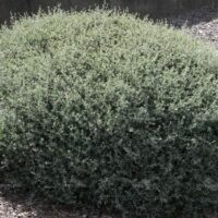 Rhagodia 'Creeping Saltbush' @ Hello Hello Plants