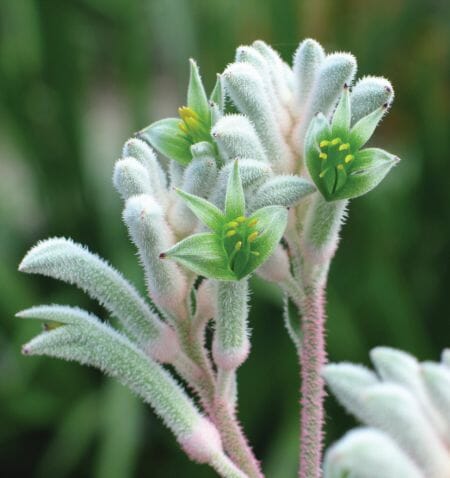 Kangaroo Paw ‘Bush Diamond’ @ Hello Hello Plants