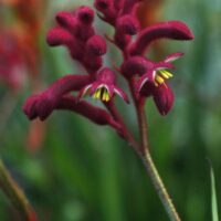 Kangaroo Paw 'Bush Joker' @ Hello Hello Plants
