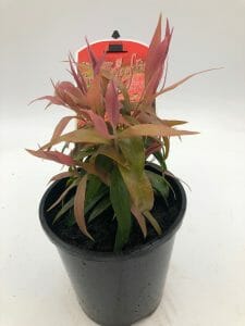 A Callistemon 'Great Balls of Fire' 6" Pot featuring slender green and reddish leaves, set in a black plastic pot on a plain white background.
