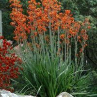 Kangaroo Paw ‘Orange Cross’ @ Hello Hello Plants