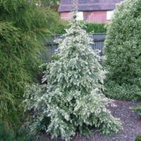 Cedrus 'White Imp' @ Hello Hello Plants