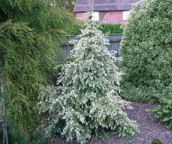 Cedrus 'White Imp' @ Hello Hello Plants