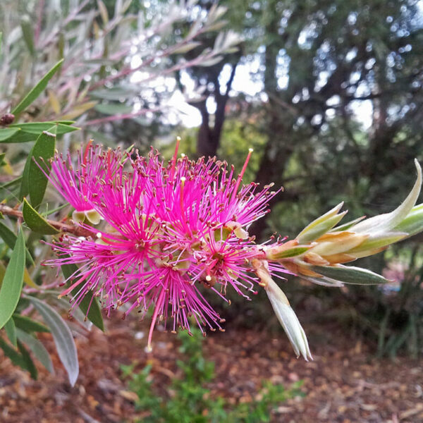 Callistemon 'Purple Cloud' @ Hello Hello Plants