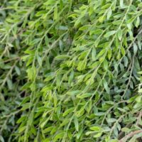 Acacia 'Green Wave' @ Hello Hello Plants