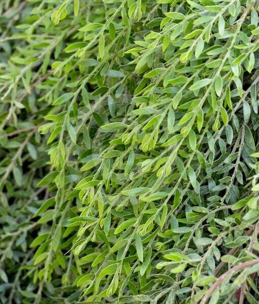 Acacia 'Green Wave' @ Hello Hello Plants