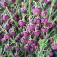 Close-up of Boronia 'Heaven Scent' flowers, featuring clusters of small, round purple blooms with green stems and leaves in a 6" pot.