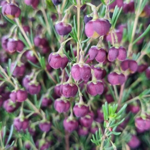 Close-up of Boronia 'Heaven Scent' flowers, featuring clusters of small, round purple blooms with green stems and leaves in a 6" pot.