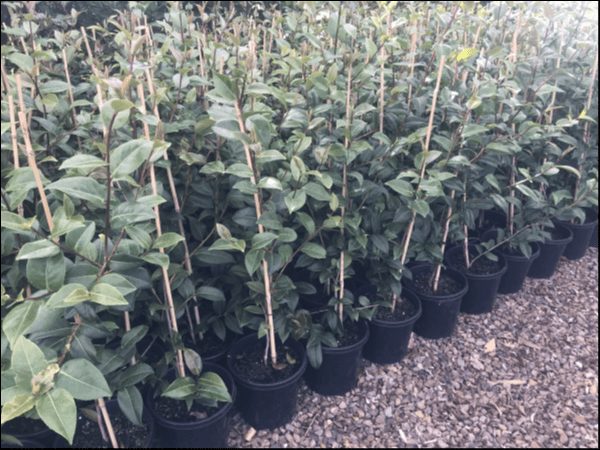 Camellia japonica 'Debbie' 8" Pot - Image 3