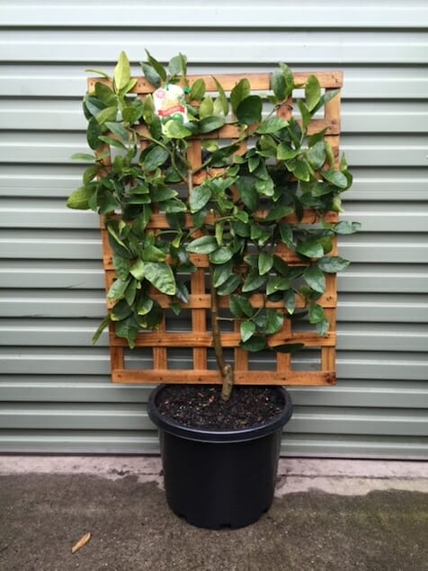 Citrus Lime Tree Espaliered 13" Pot @ Hello Hello Plants