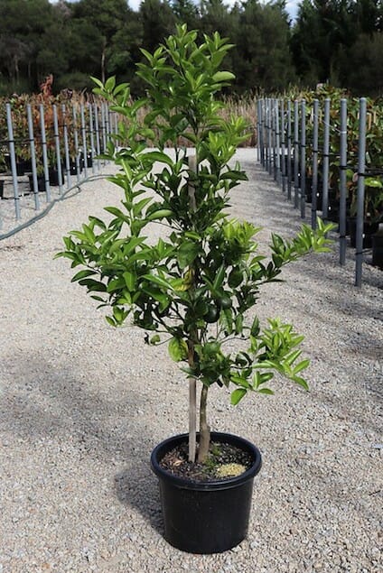 Citrus Mandarin 'Afourer' 13" Pot @ Hello Hello Plants