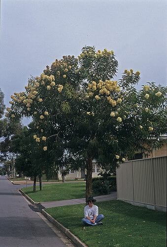 A person sits under a lush Corymbia 'Yellow Bloodwood' Dwarf Gum tree with abundant yellow blooms on a grassy sidewalk beside a street, with a fence to the right.