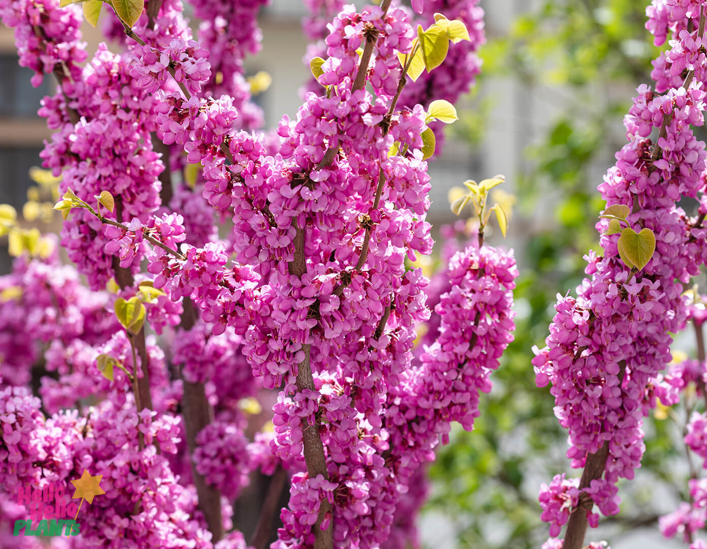 Cercis 'Avondale' Redbud - Image 2