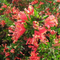 Grevillea 'Raspberry Ripple' @ Hello Hello Plants