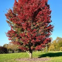 A Quercus 'Red Oak' Tree 8" Pot with red and green leaves stands alone on a mulched lawn, set against a clear blue sky and fenced paddock.